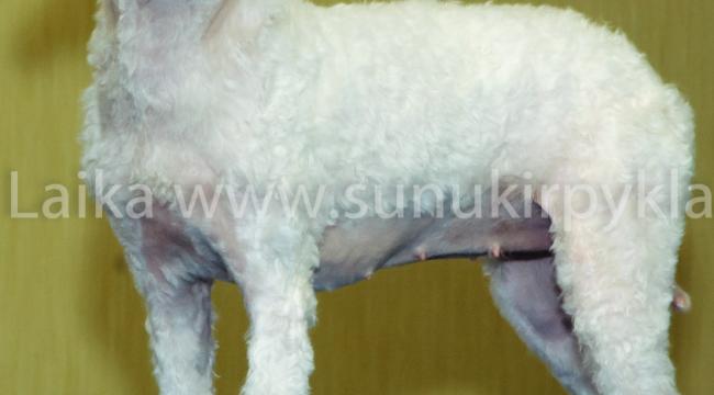 Šunų kirpykla LAIKA Šunų kirpykla LAIKA