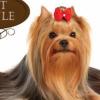 PetStyle PetStyle