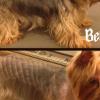 PetStyle PetStyle