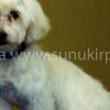 Šunų kirpykla LAIKA Šunų kirpykla LAIKA